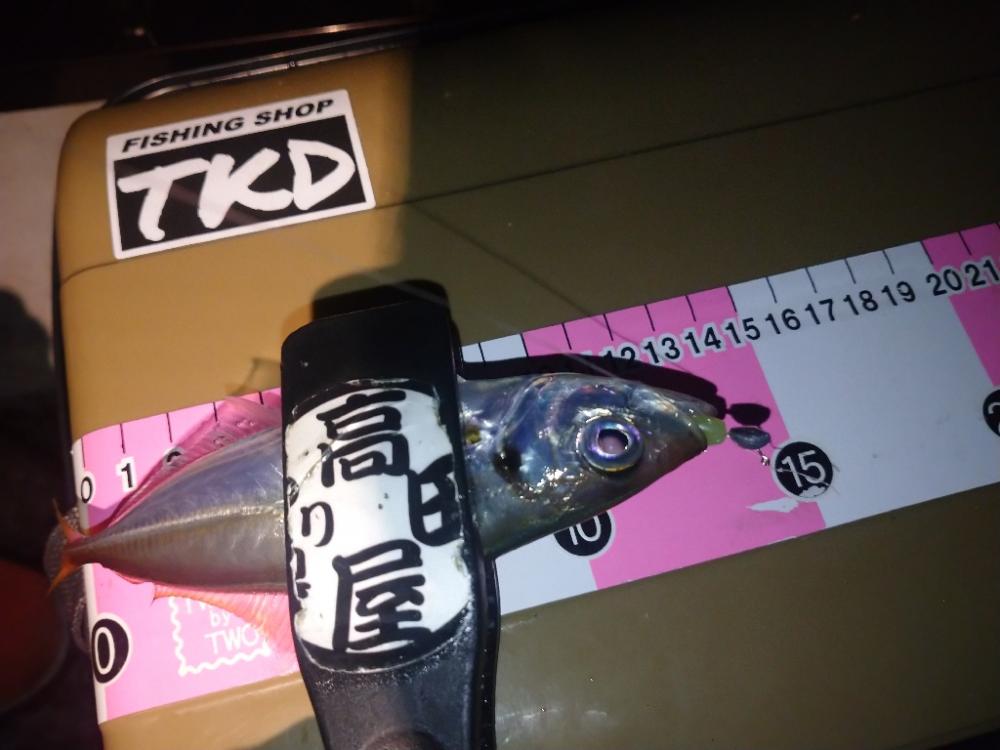 近場で豆アジング