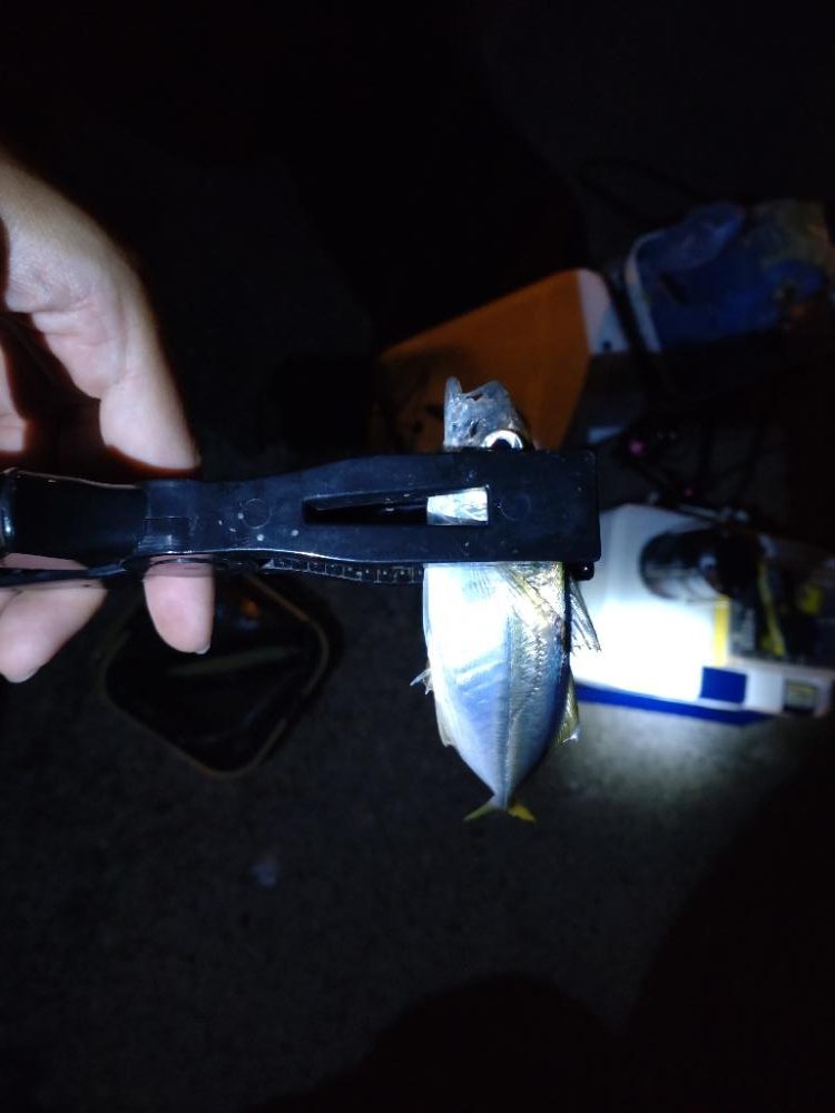 助松埠頭、夜アジング