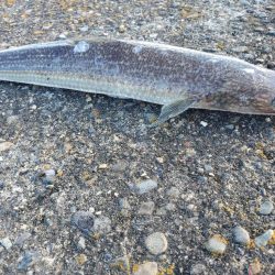 何も釣れないよりはマシ