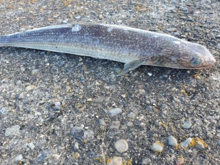 何も釣れないよりはマシ