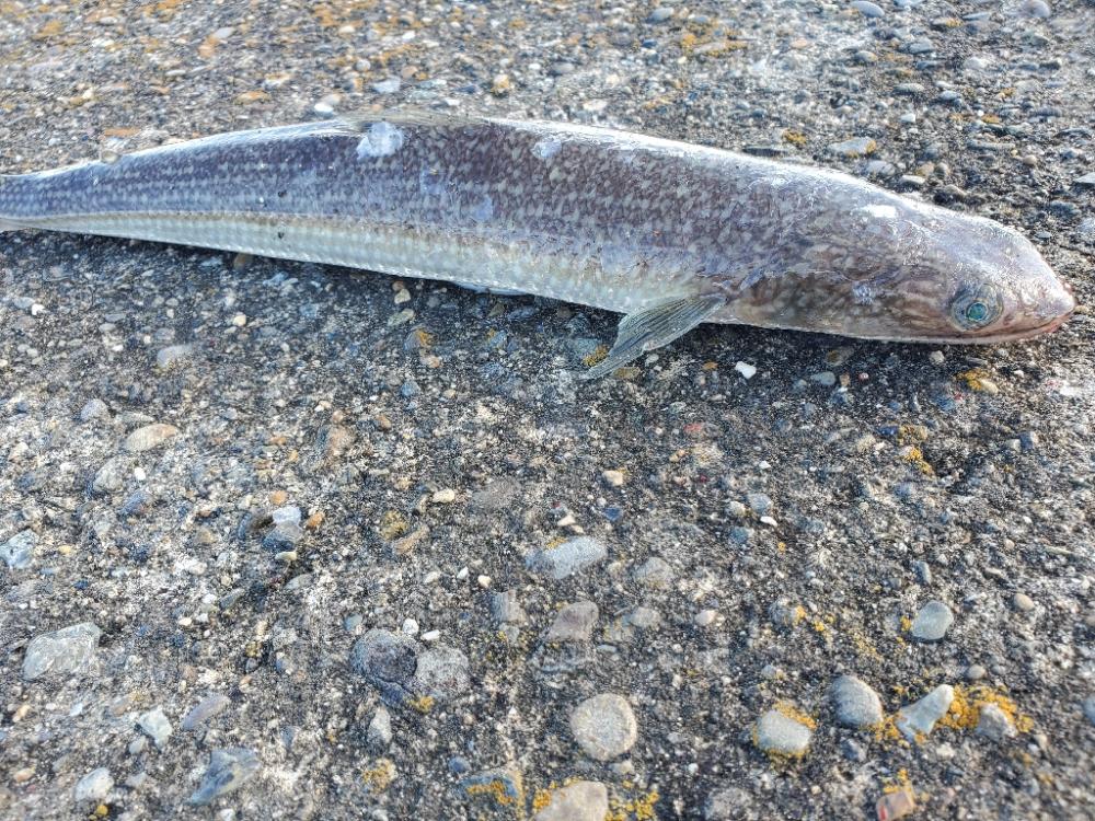 何も釣れないよりはマシ