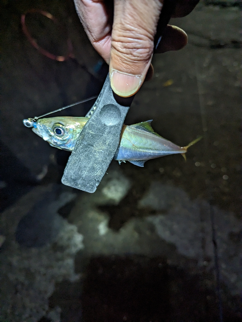 陸っぱり釣行記