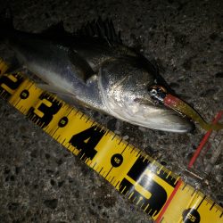 シーバス爆釣！