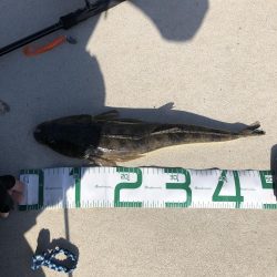 寒くなったらフラットフィッシュゲーム