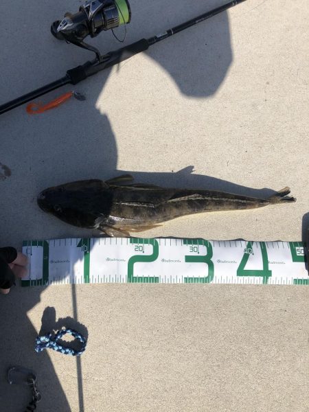 寒くなったらフラットフィッシュゲーム