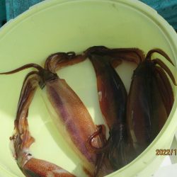 サバ　クーラー満タン(^_-)-☆　スルメも5杯