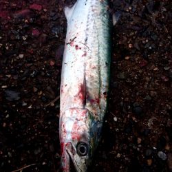 3週間ぶりのサゴシ