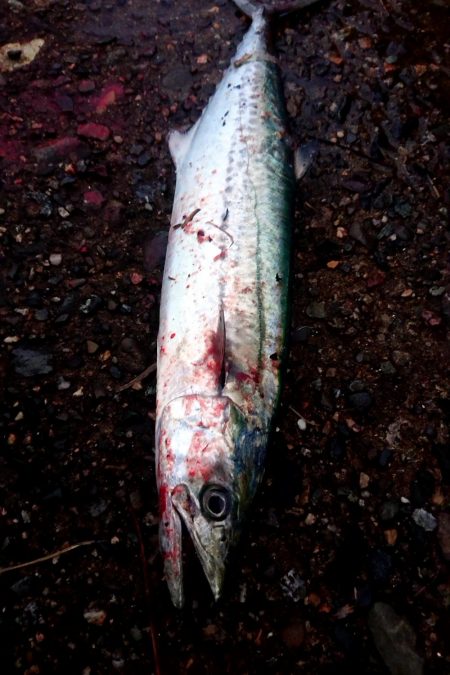 3週間ぶりのサゴシ