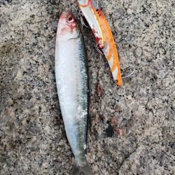 寒ブリ狙いがマイワシ狙い!?