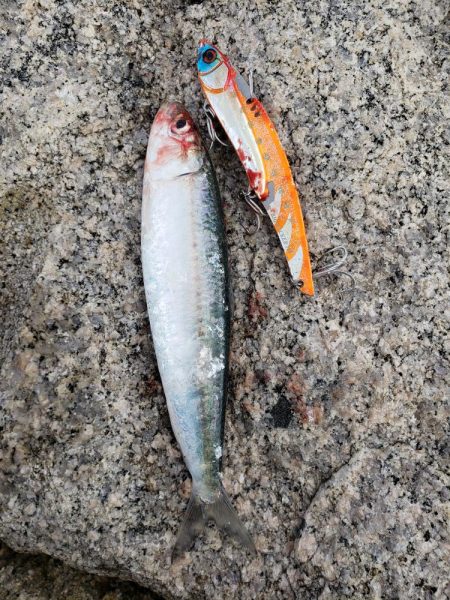 寒ブリ狙いがマイワシ狙い!?