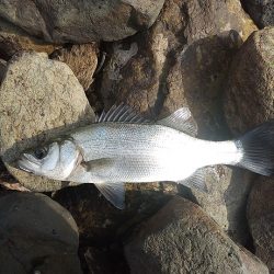 アジング~シーバス