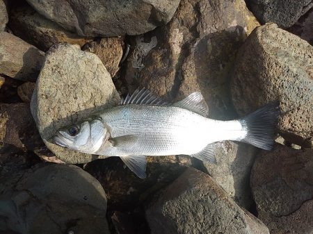 アジング~シーバス