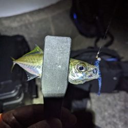 陸っぱり釣行記