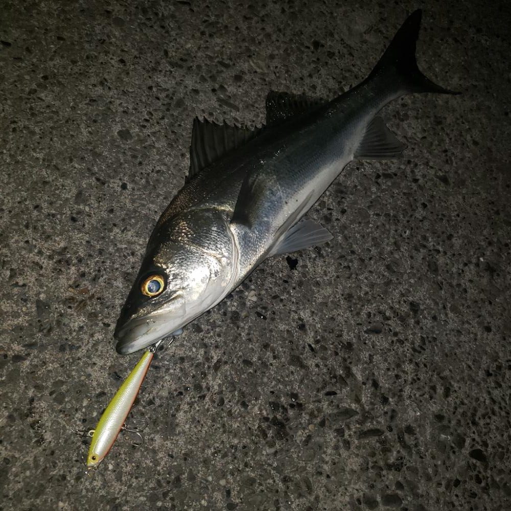 寒いねスズキさん!