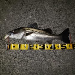 リベンジ朝練釣行！