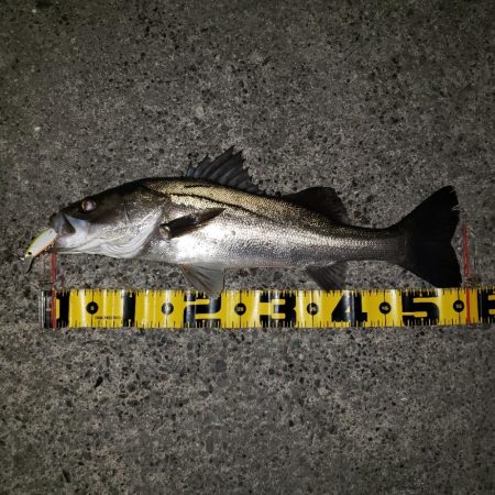 リベンジ朝練釣行！