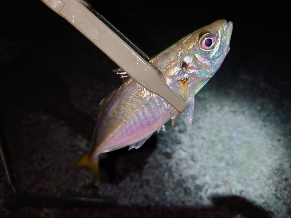 多分…今年最後のカゴ釣り