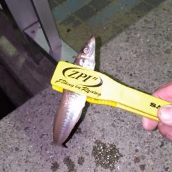 アジ探し@淡路島