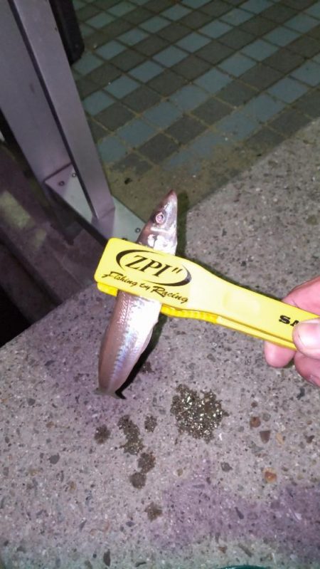 アジ探し@淡路島