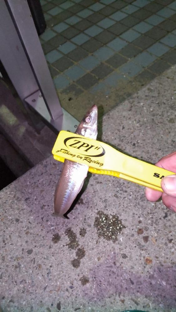 アジ探し@淡路島