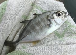 メッキ帰ってきたけど…