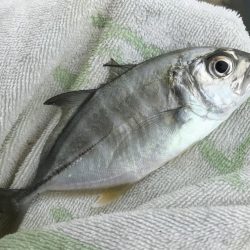 メッキ帰ってきたけど…