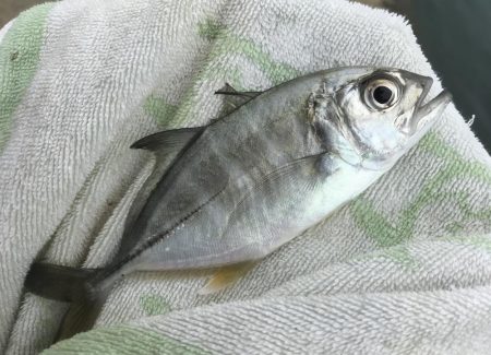 メッキ帰ってきたけど…