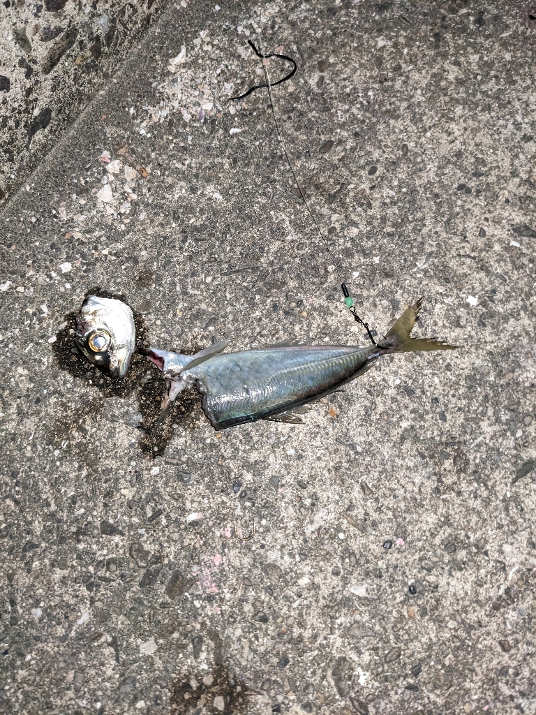 久々のアオリGET!即席タックルで苦笑