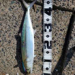 沖合いは祭り騒ぎだが…