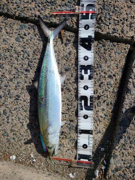 沖合いは祭り騒ぎだが…