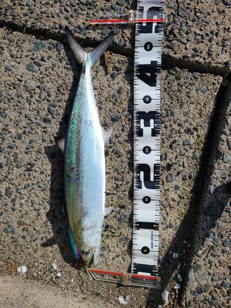 沖合いは祭り騒ぎだが…