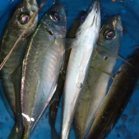 アジ探し@淡路島