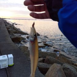 苅屋海岸の投げ釣り