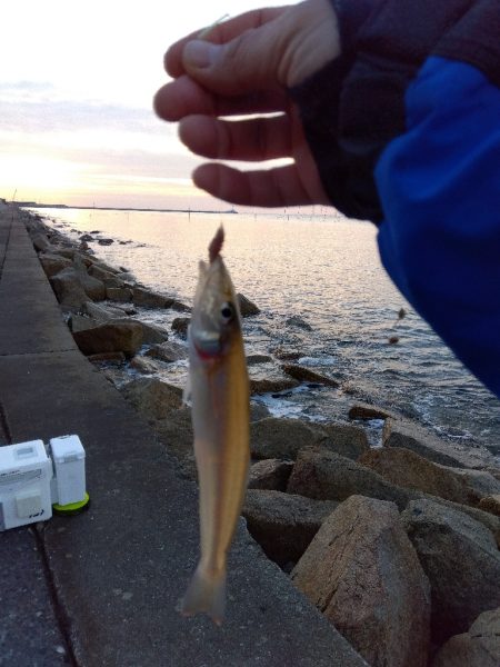 苅屋海岸の投げ釣り