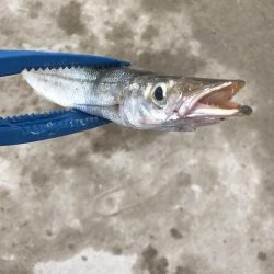 メタルジグで太刀魚&カマスGET