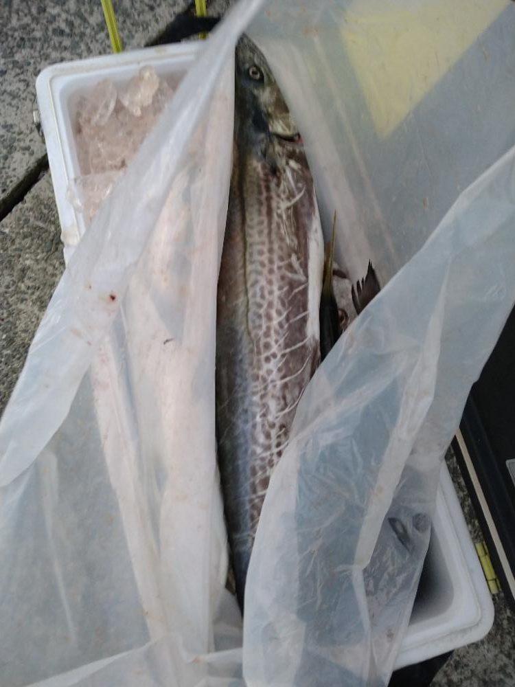 待望のサワラ&初クログチ