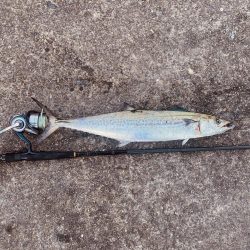 ショアジギングサゴシゲーム