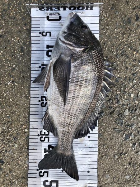 イチノ兄弟（弟）釣果！