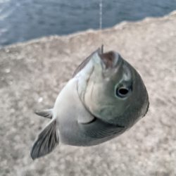 アジ釣り