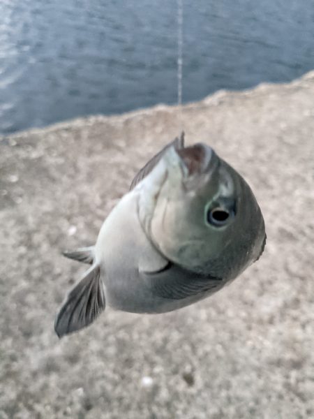 アジ釣り