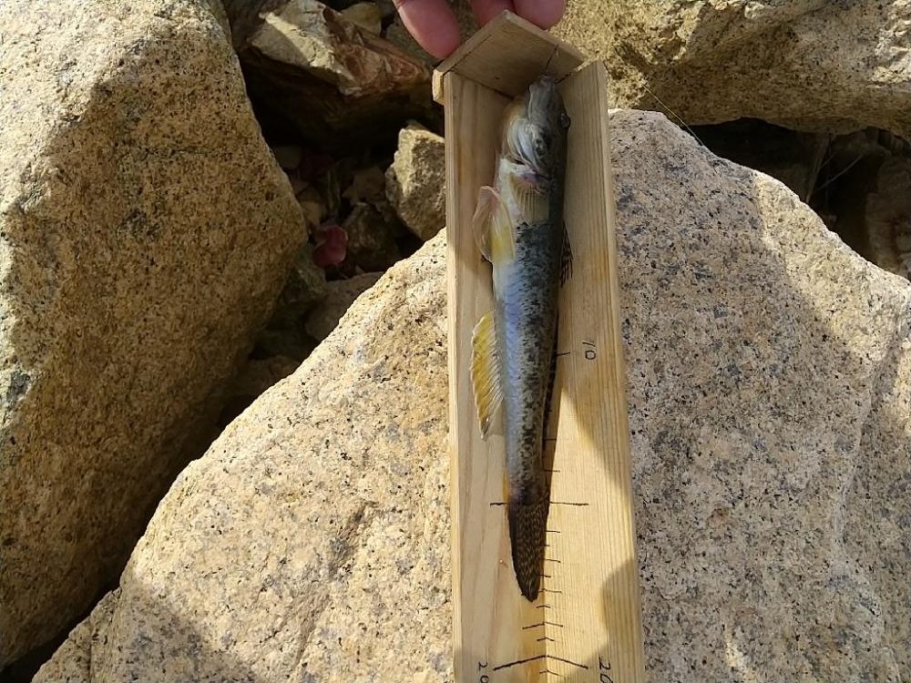 淀川ハゼ～21.5cm今期タイ