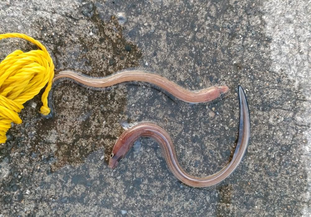 貝塚人工島ベランダにてガシラ