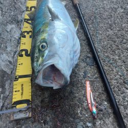 プチsalt water game