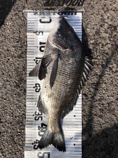 イチノ兄弟(兄)釣果!