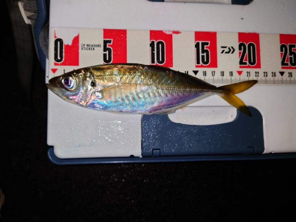 ポンポンパンパン