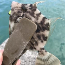 ヘチ際でカワハギ&五目釣り