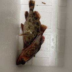 ワームでカサゴ