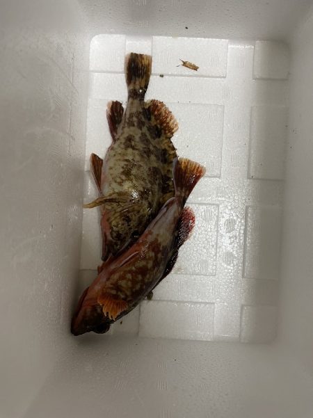 ワームでカサゴ