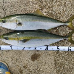 今シーズン青物8,9匹目は3週間ぶり