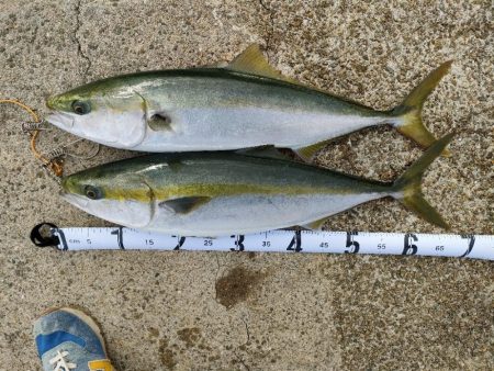 今シーズン青物8,9匹目は3週間ぶり